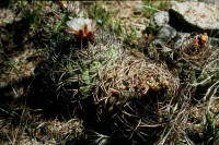 Gymnocalycium acorrugatum Be03-297/1376 Mesada Aguada, 800m