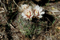 Gymnocalycium acorrugatum Chucuma