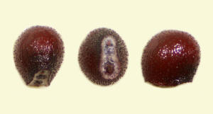  Gymnocalycium castellanosii