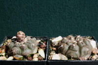  4  Gymnocalycium prochazkianum