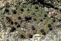 Gymnocalycium uebelmannianum Sierra Velasco