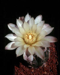  Gymnocalycium uebelmannianum Sierra Velasco