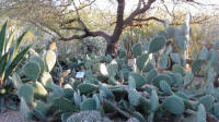  Desert Botanical Garden