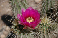  Desert Botanical Garden