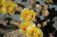 Опунция Desert Botanical Garden