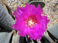  Desert Botanical Garden