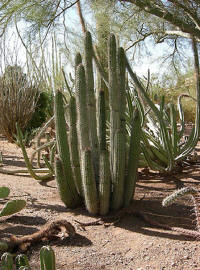  Desert Botanical Garden