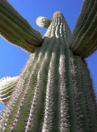  Desert Botanical Garden