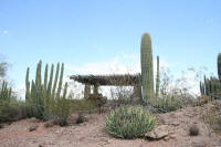  Desert Botanical Garden