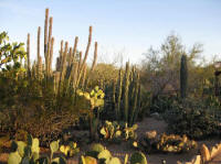  Desert Botanical Garden