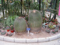 Ferocactus wislizenii