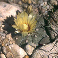 Astrophytum asterias