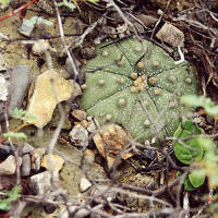 Astrophytum asterias