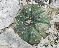 Astrophytum asterias