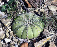 Astrophytum asterias  