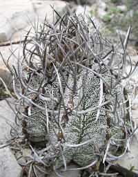 Astrophytum capricorne