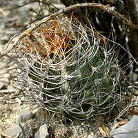 Astrophytum capricorne spines