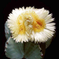 Astrophytum myriostigma  