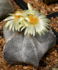 Astrophytum myriostigma