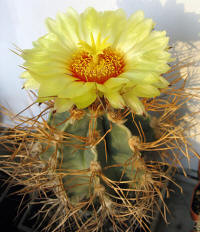 Astrophytum senile