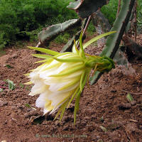 Hylocereus