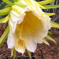 Hylocereus