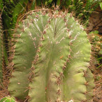 Astrophytum ornatum