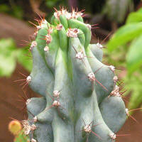 Cereus sp. f. monstrosa
