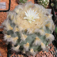 Lophophora diffusa