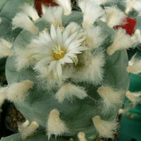 Lophophora diffusa