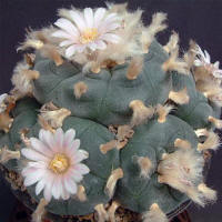 Lophophora williamsii