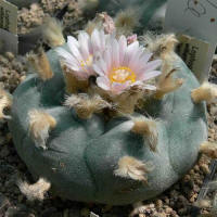 Lophophora williamsii