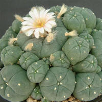 Lophophora williamsii caespitosa