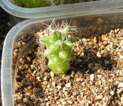 Dolichothele decipiens