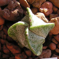 Astrophytum myriostigma v. quadricostatum