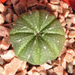 Astrophytum Asterias