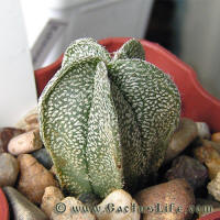 Astrophytum coahuilense