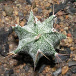 Astrophytum ornatum