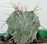 Astrophytum ornatum