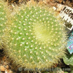 Brasilicactus graessneri