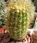 Coleocephalocereus aureus