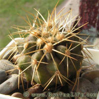 Copiapoa cinerea ssp. haseltoniana WM097