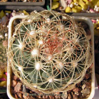 Coryphantha erecta SB1275