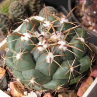 Coryphantha greenwoodii FO183