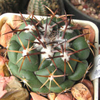 Coryphantha greenwoodii FO183