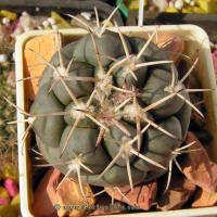 Coryphantha poselgeriana v. valida SB288