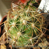 Coryphantha recurvata SB719