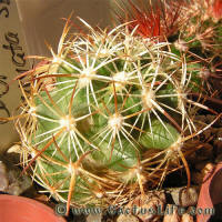 Coryphantha recurvata SB719