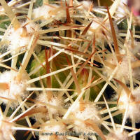 Coryphantha calipensis SB551