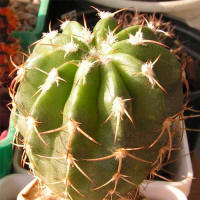 Discocactus subviridigriseus HU438